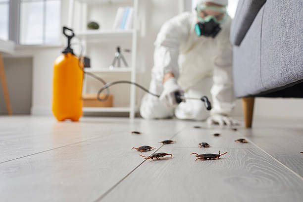 Commercial Kitchen Cockroach Control in Bella Vista